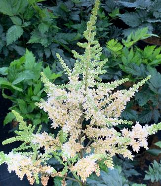 Astilbe chinensis 'Visions in White' - Chinese Astilbe from Pleasant Run Nursery