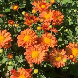 Chrysanthemum Mammoth™ 'Dark Bronze Daisy'