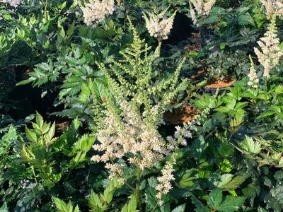 Astilbe chinensis 'Visions in White' - Chinese Astilbe from Pleasant Run Nursery