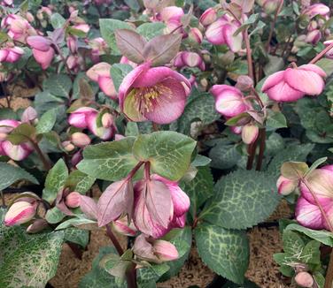 Helleborus x 'Frostkiss Glenda's Gloss' - Lenten Rose from Pleasant Run Nursery
