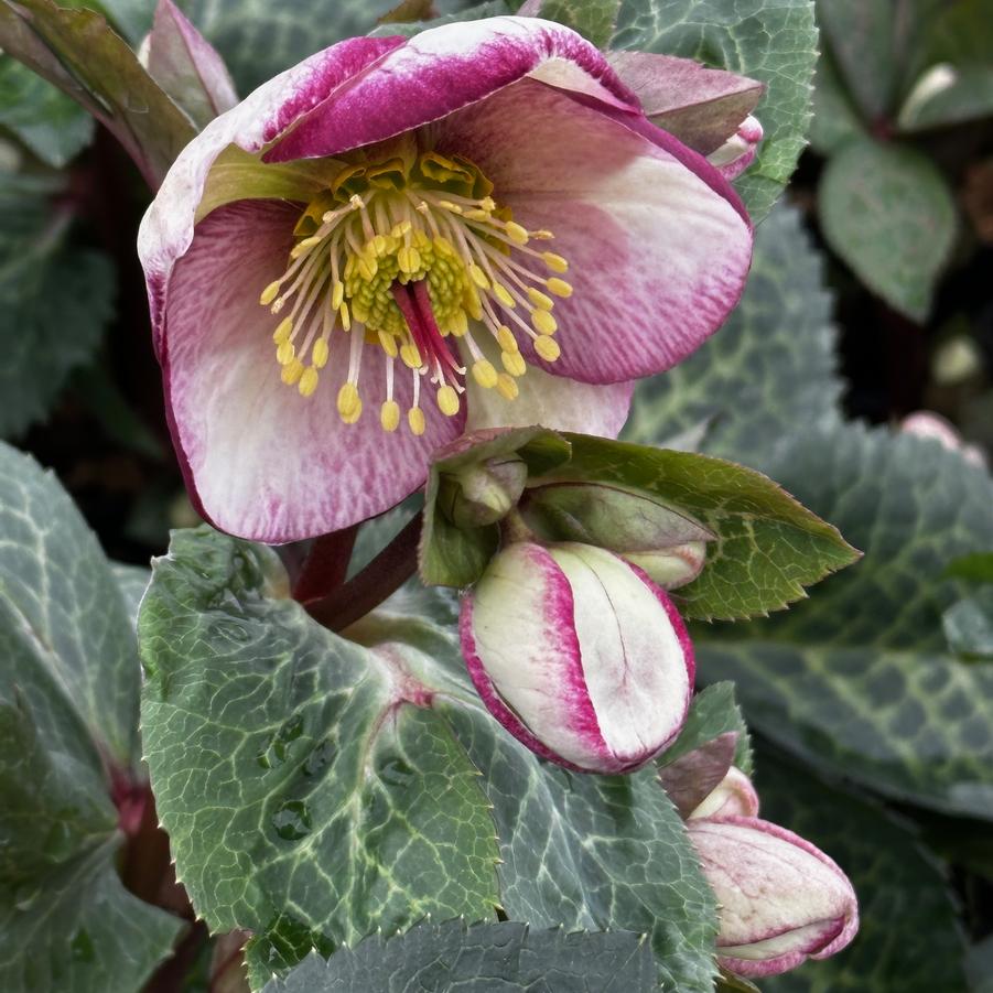 Helleborus x Frostkiss® Glenda's Gloss® - Hybrid Hellebore from Pleasant Run Nursery