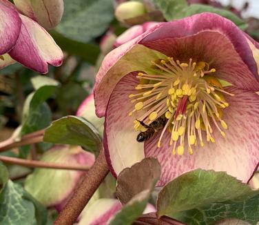 Helleborus x 'Frostkiss Glenda's Gloss' - Lenten Rose from Pleasant Run Nursery