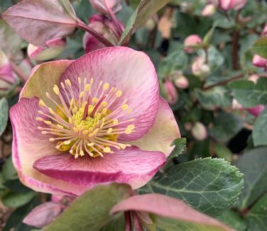 Helleborus x 'Frostkiss Glenda's Gloss' - Lenten Rose from Pleasant Run Nursery