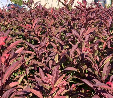 Itea virginica 'Henry's Garnet' - (fall color)