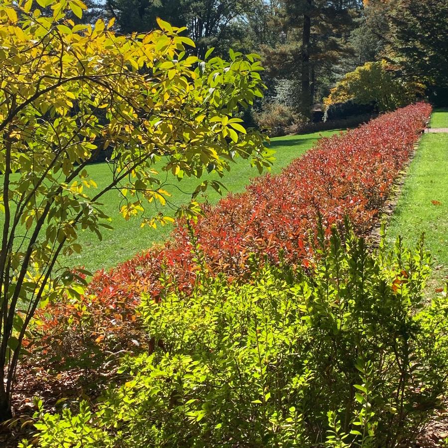 Itea virginica 'Henry's Garnet' (@ Scott Arb)