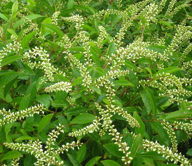 Itea virginica Henry's Garnet