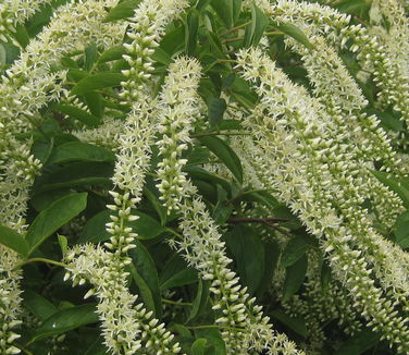 Itea virginica Henry's Garnet