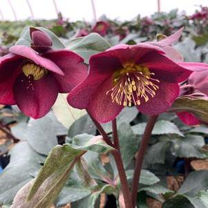 Helleborus x glandorfensis HGC® Ice N' Roses® 'Red'