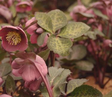 Helleborus x Frostkiss Pippa's Purple