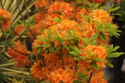 Rhododendron x calendulaceum 'Tangerine Delight'
