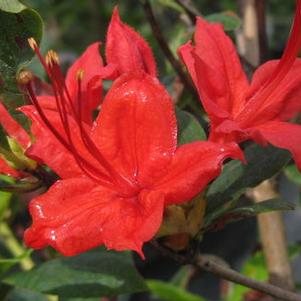 Rhododendron prunifolium 