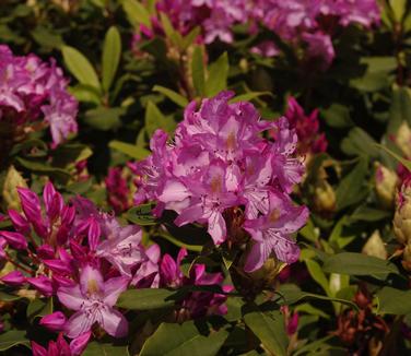 Rhododendron maximum Roseum Bluestem