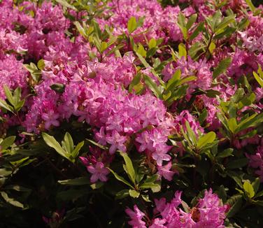 Rhododendron maximum Roseum Bluestem