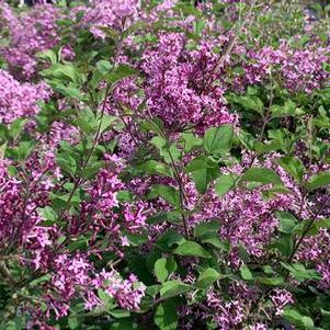 Syringa x Bloomerang® Dark Purple