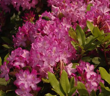 Rhododendron maximum Roseum Bluestem