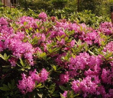 Rhododendron maximum Roseum Bluestem