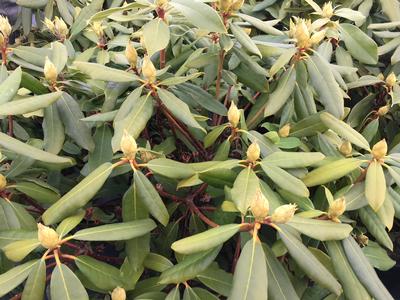 Rhododendron maximum Mr Blue Stem