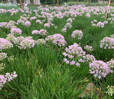 Allium x 'In Orbit' - Ornamental Onion from Pleasant Run Nursery