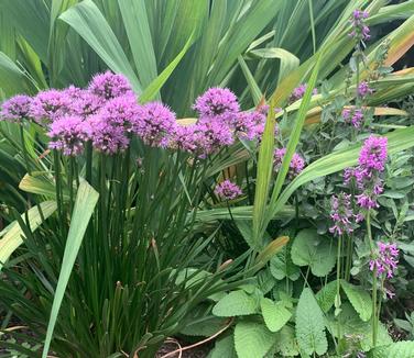 Allium x 'In Orbit' - Ornamental Onion from Pleasant Run Nursery