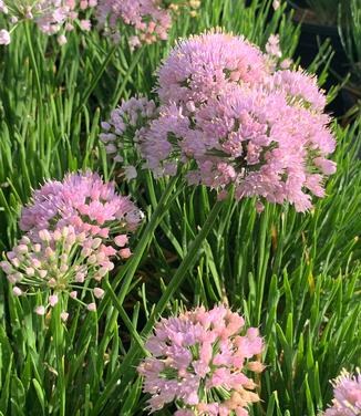 Allium x 'In Orbit' - Ornamental Onion from Pleasant Run Nursery