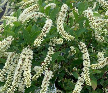 Itea virginica Little Henry - Sweetspire from Pleasant Run Nursery