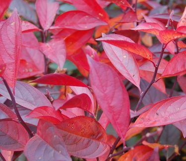 Itea virginica Little Henry® ('Sprich') - Fall Color