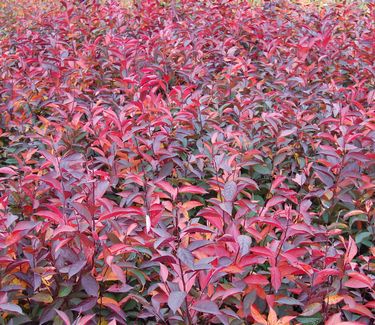 Itea virginica Little Henry® ('Sprich') - Fall Color