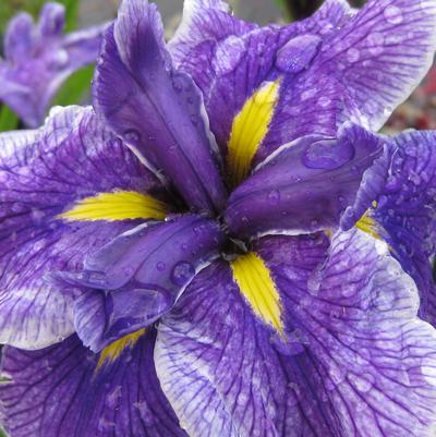 Iris ensata Crystal Halo