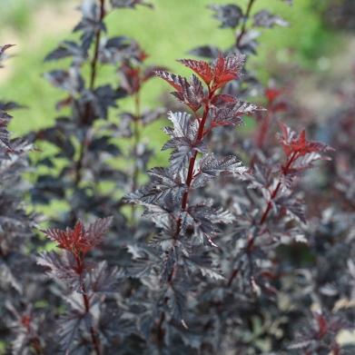 Physocarpus opulifolius Summer Wine 'Black' (Spring Meadow)