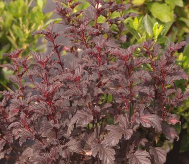 Physocarpus opulifolius Summer Wine 'Black'