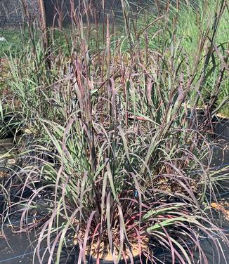 Andropogon gerardii 'Blackhawks' - Big Bluestem from Pleasant Run Nursery