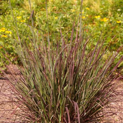 Andropogon gerardii Red October