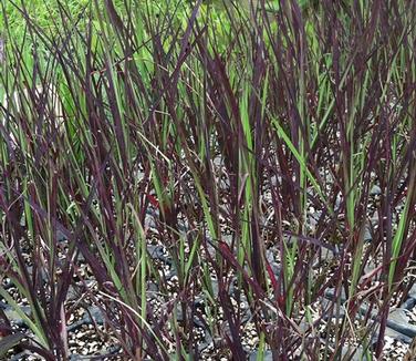 Andropogon gerardii Blackhawks (Emerald Coast)