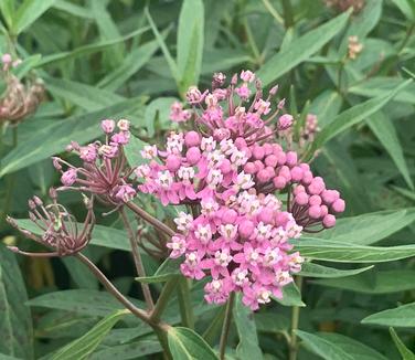 Asclepias incarnata 'Soulmate' - Swamp Milkweed from Pleasant Run Nursery