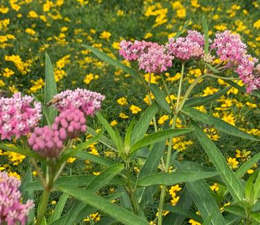 Asclepias incarnata 'Soulmate' - Swamp Milkweed from Pleasant Run Nursery