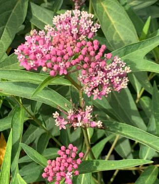 Asclepias incarnata 'Soulmate' - Swamp Milkweed from Pleasant Run Nursery