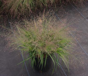 Eragrostis spectabilis