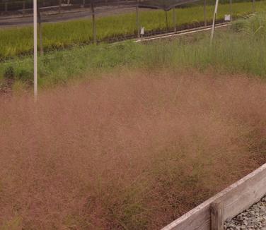 Eragrostis spectabilis