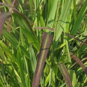 Panicum virgatum Shenandoah