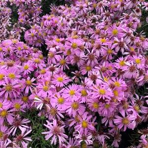 Aster Wood's Pink