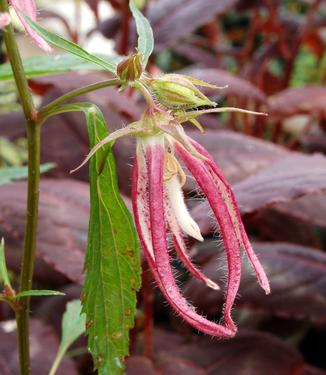 Campanula x 'Pink Octopus' - Bellflower from Pleasant Run Nursery