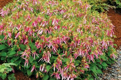 Campanula x Pink Octopus (Terra Nova)