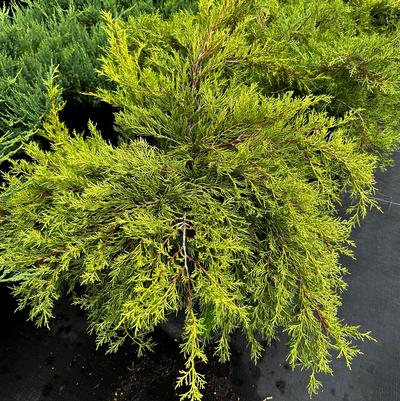 Juniperus chinensis Old Gold
