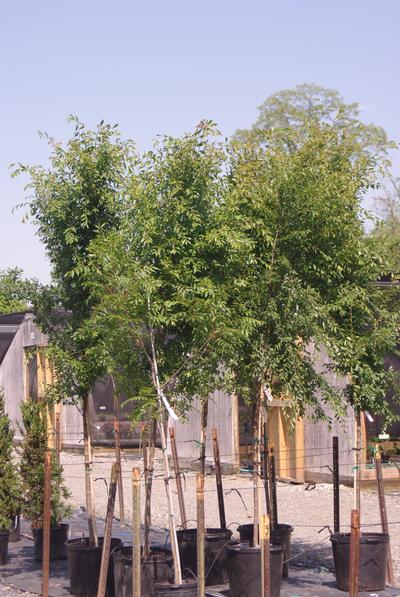 Ulmus parviflora Allee