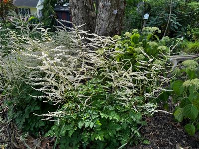 Aruncus x 'Chantilly Lace' - Goat's Beard from Pleasant Run Nursery