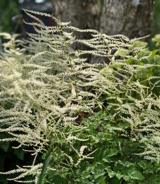 Aruncus x 'Chantilly Lace' - Goat's Beard from Pleasant Run Nursery