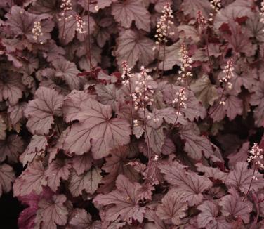 Heucherella x Plum Cascade