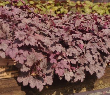 Heucherella x Plum Cascade