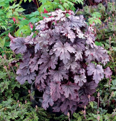 Heucherella x Plum Cascade