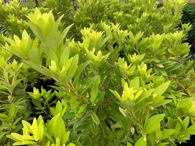 Illicium parviflorum 'Florida Sunshine' - Yellow Anise Tree from Pleasant Run Nursery